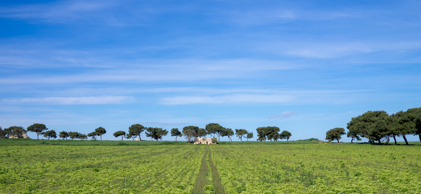 agricoltura Puglia