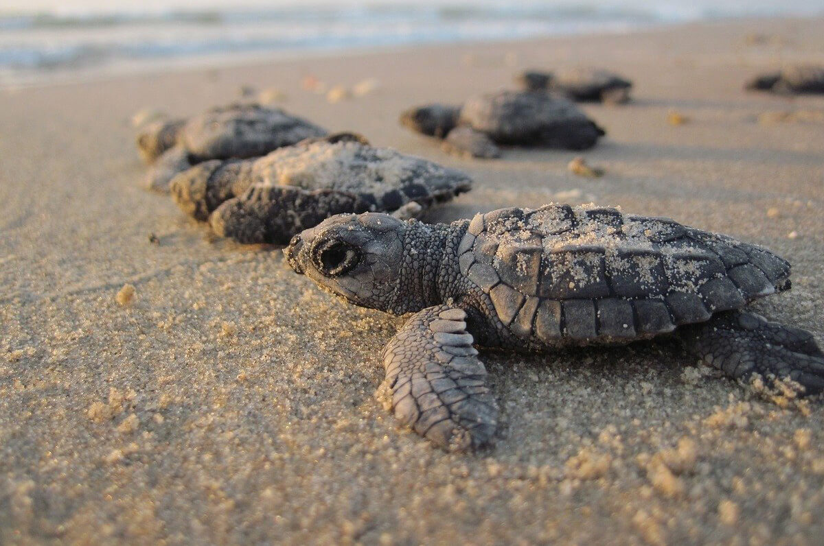 Caretta Caretta